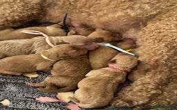 Mixed Breed dogs for sale: 💕 Gorgeous Cavapoochon Puppies 💕  - Image 12