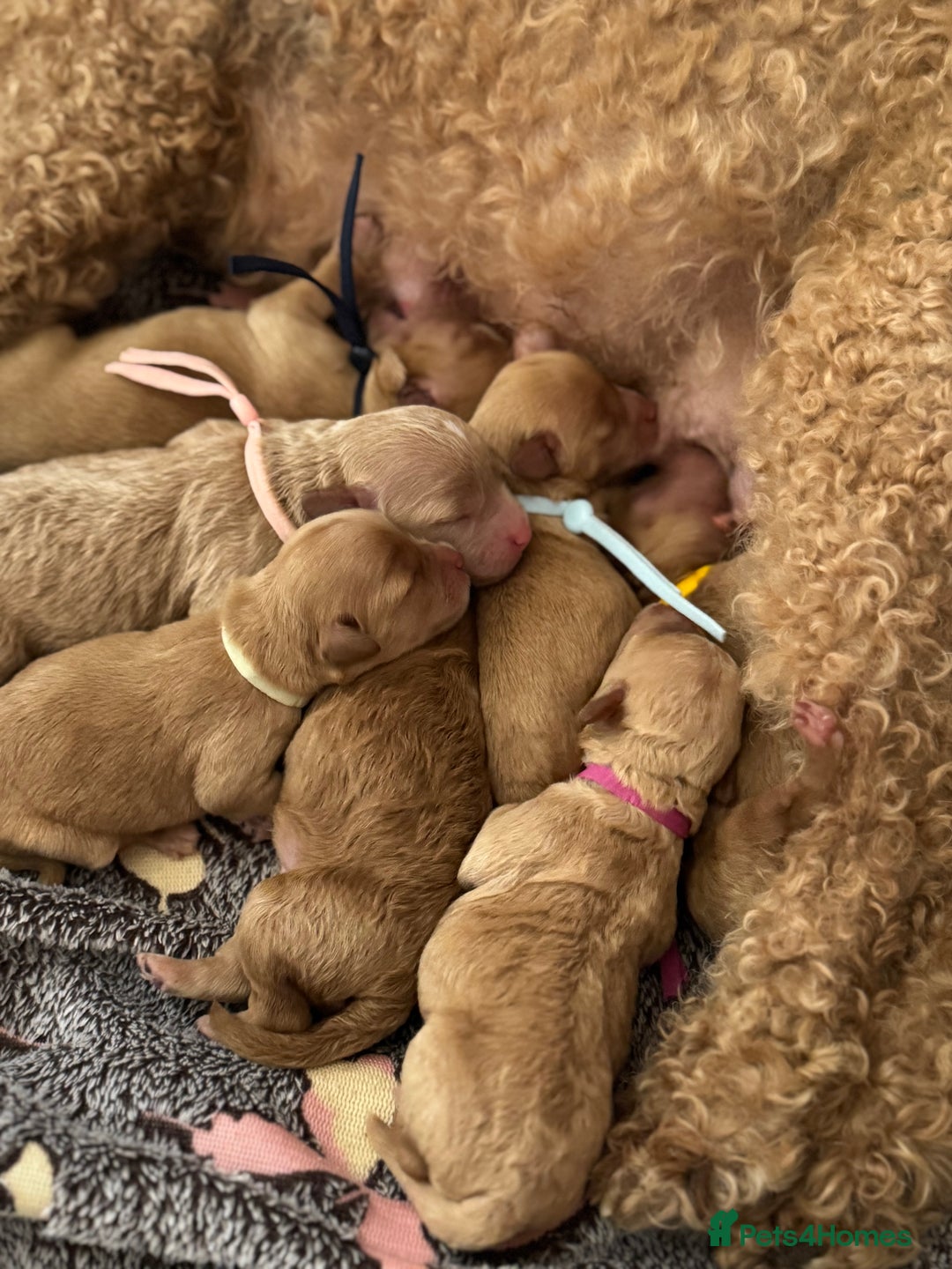Mixed Breed dogs for sale: 💕 Gorgeous Cavapoochon Puppies 💕  - Image 12
