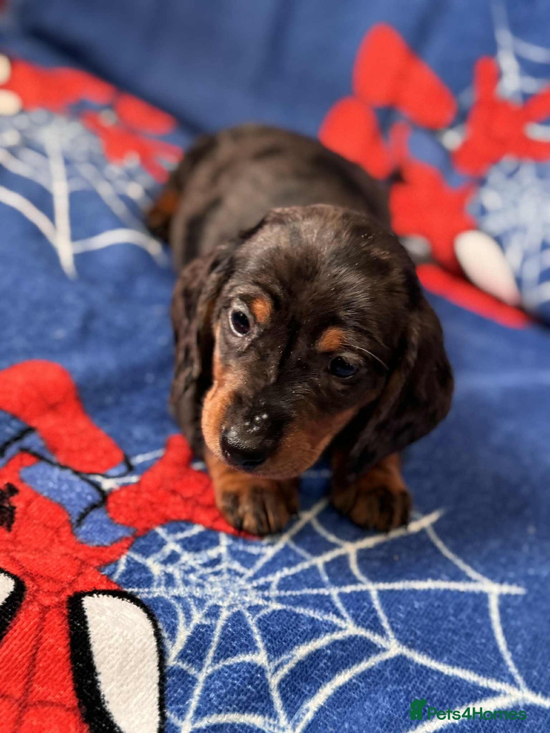 Miniature Dachshund dogs for sale: Miniature dachshund  - Advert 22