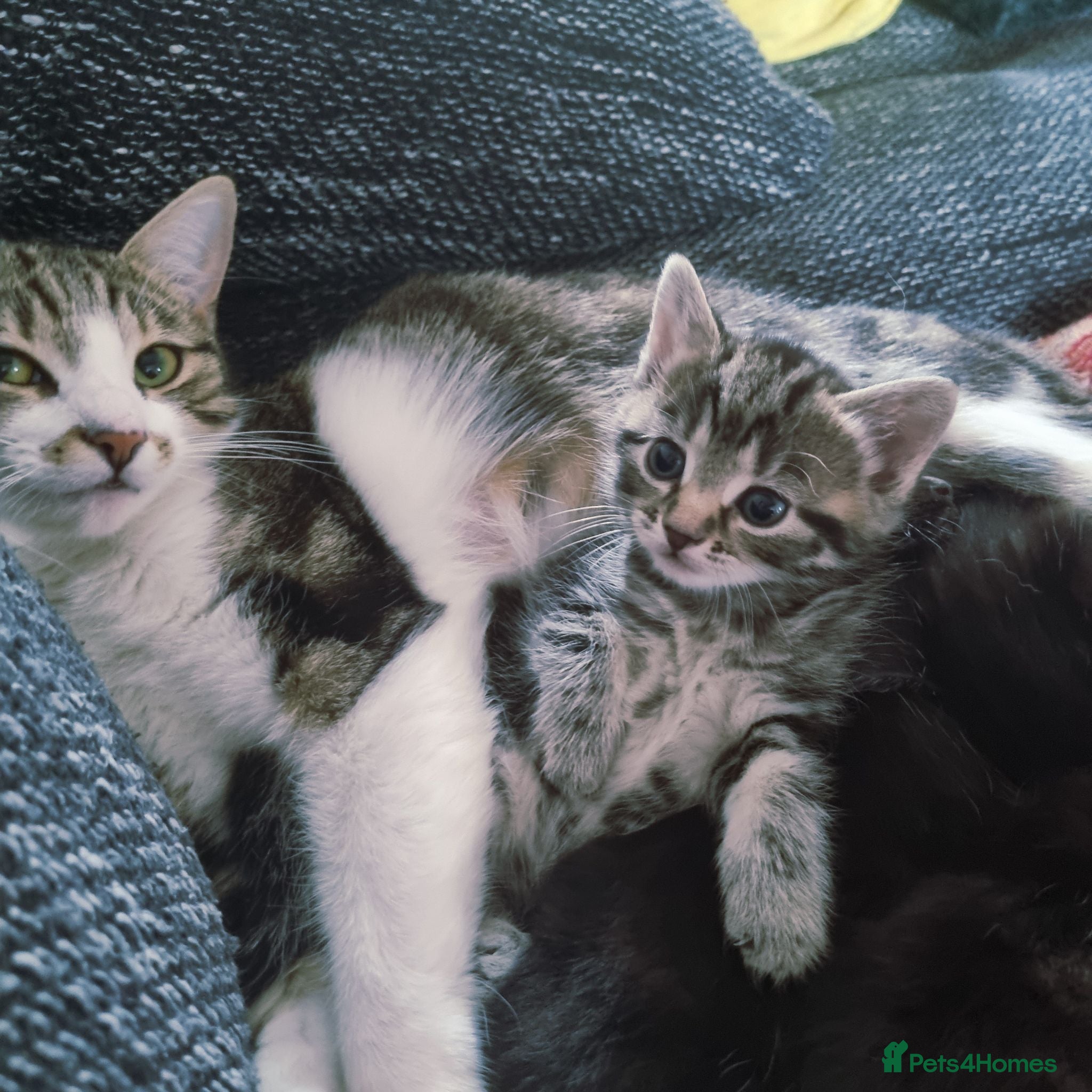 Mixed Breed cats Lovely kittens available  - Advert 2
