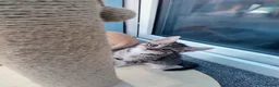 Mixed Breed cats for sale: Stunning Torbie girl ready to leave now  - Advert 15