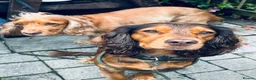 Sprocker dogs for sale: Sprocker puppies in Sandy - Advert 11
