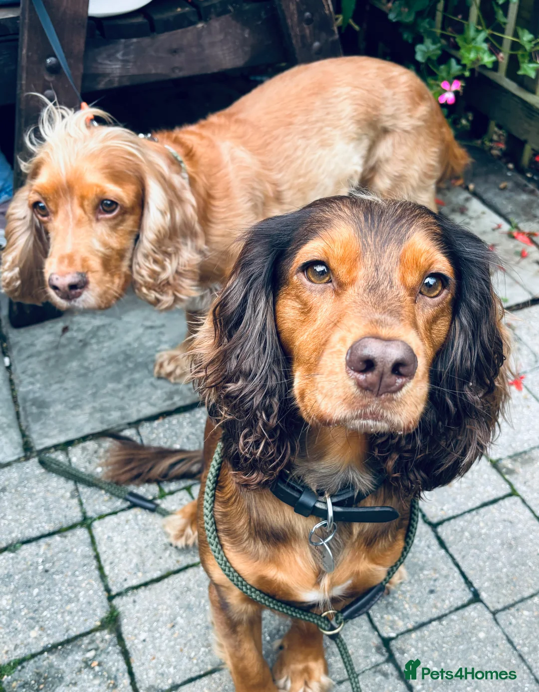 Sprocker dogs for sale: Sprocker puppies in Sandy - Advert 11