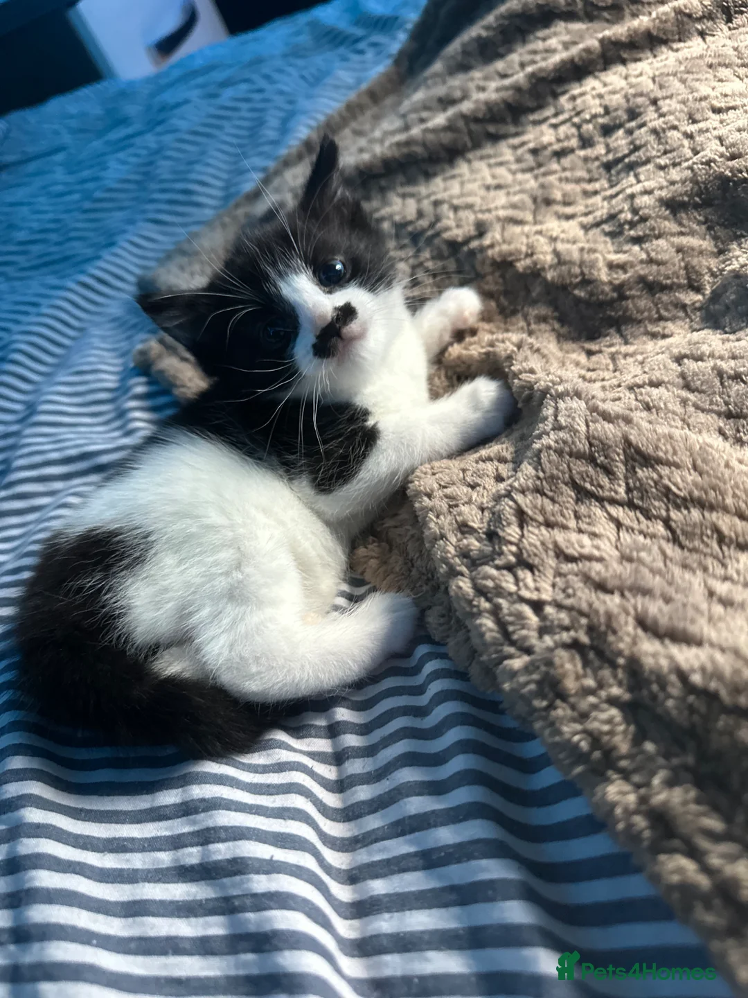 Domestic Shorthair cats for sale: Joyful male kittens  in Cradley Heath - Advert 2