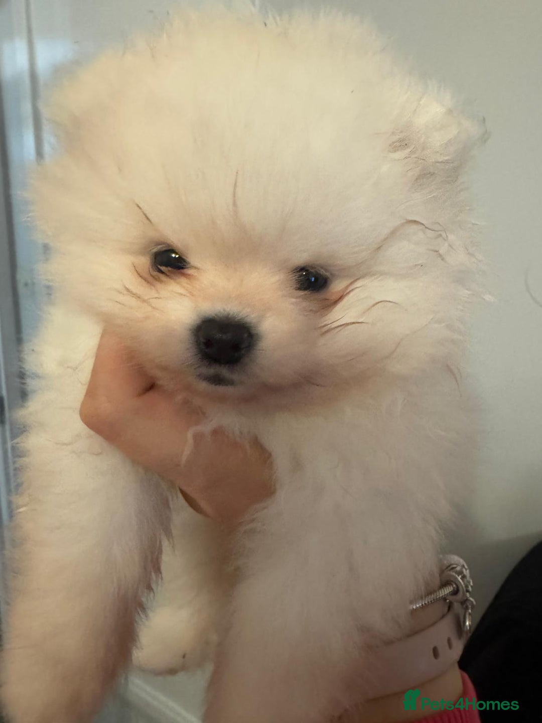 Pomeranian dogs for sale: Tiny white Pomeranian puppy  - Advert 22