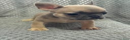 French Bulldog dogs for sale: FRENCH BULLDOG 🐶 - Advert 25