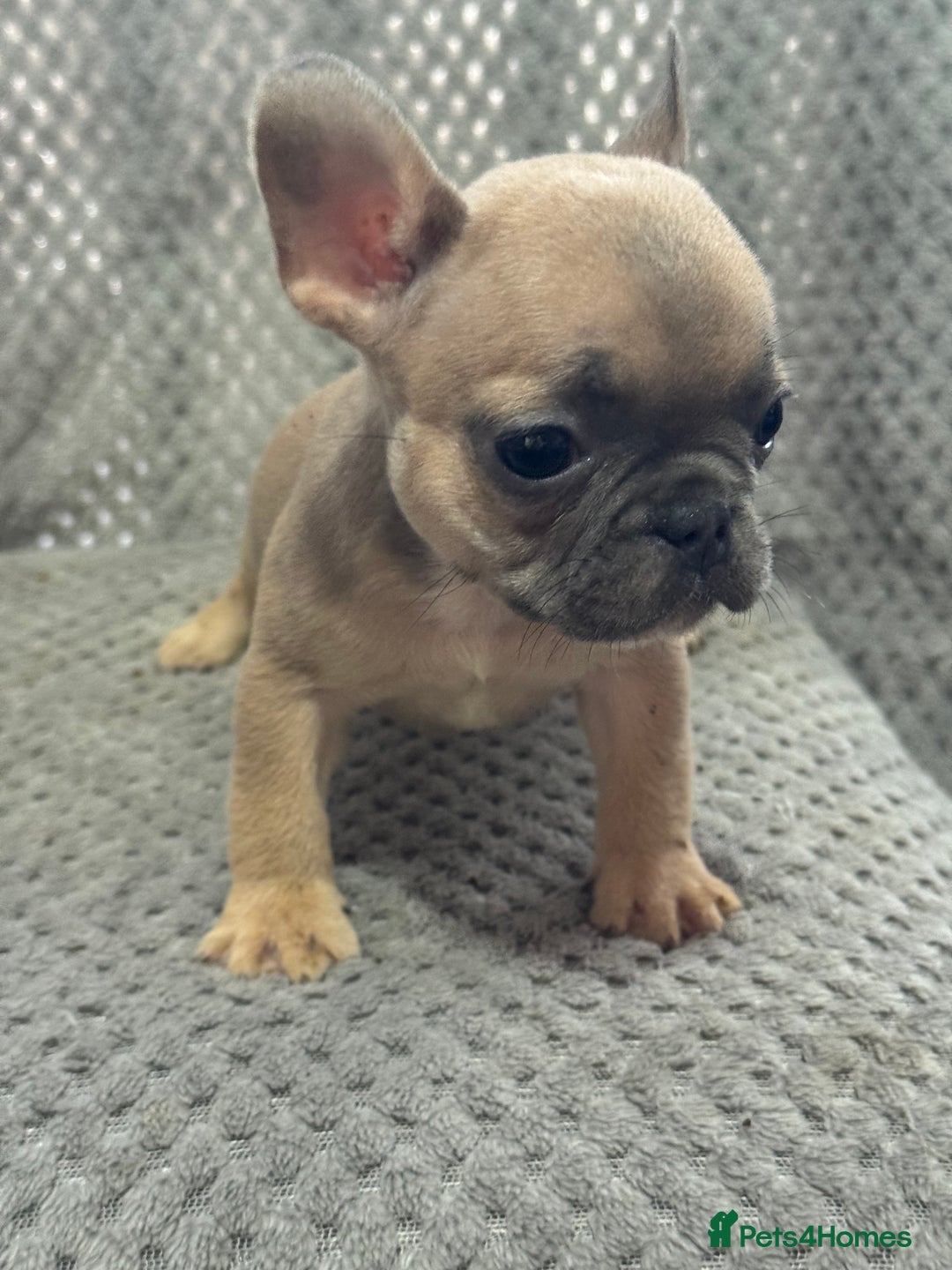 French Bulldog dogs for sale: FRENCH BULLDOG 🐶 - Advert 25