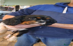 Cavalier King Charles Spaniel dogs for sale: Cavalier King Charles Puppies Available - Image 15