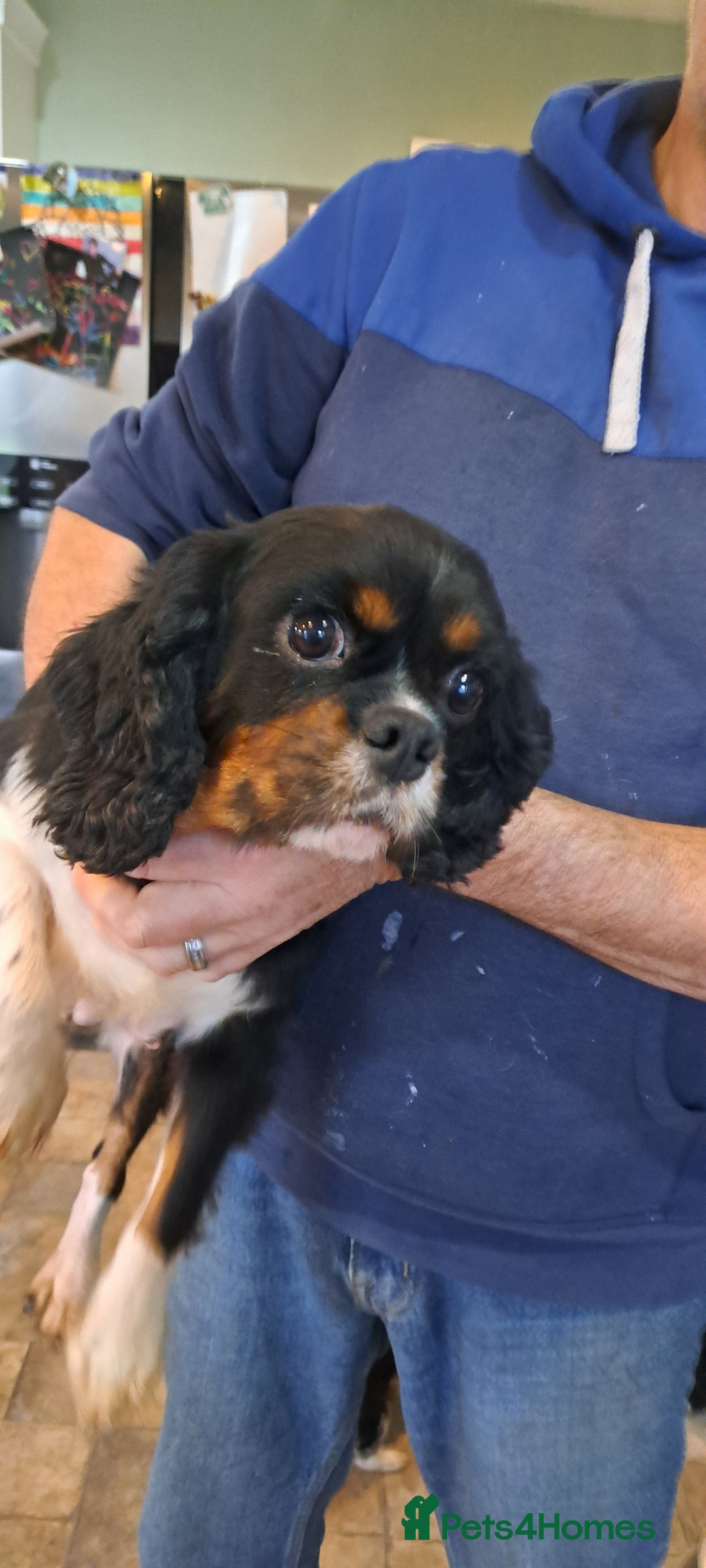 Cavalier King Charles Spaniel dogs for sale: Cavalier King Charles Puppies Available - Image 15