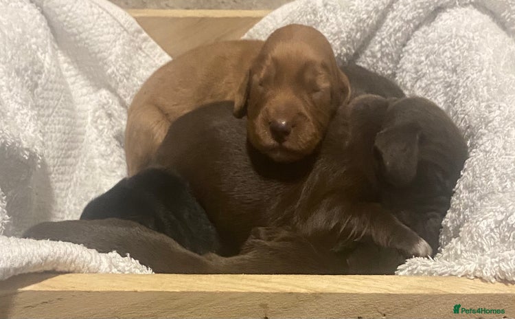 Cocker Spaniel dogs - Advert 1