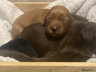 Cocker Spaniel dogs - Advert 11