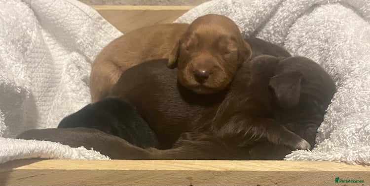 Cocker Spaniel dogs - Advert 9