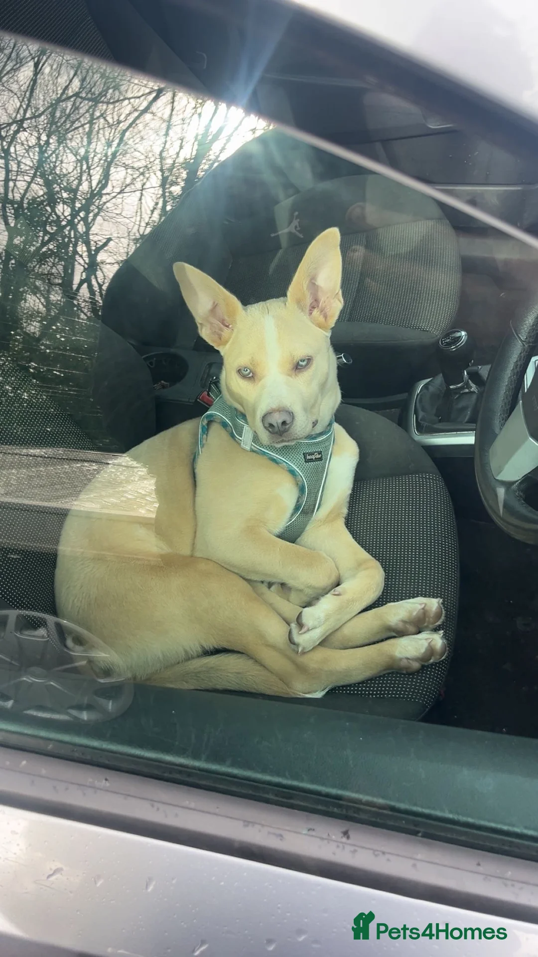 Mixed Breed dogs for sale: Cali  in Blackwood - Advert 1