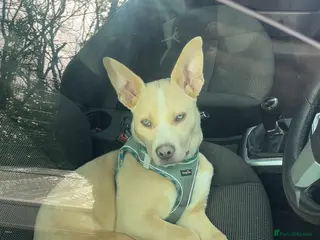 Mixed Breed dogs Cali in Blackwood - Advert 1