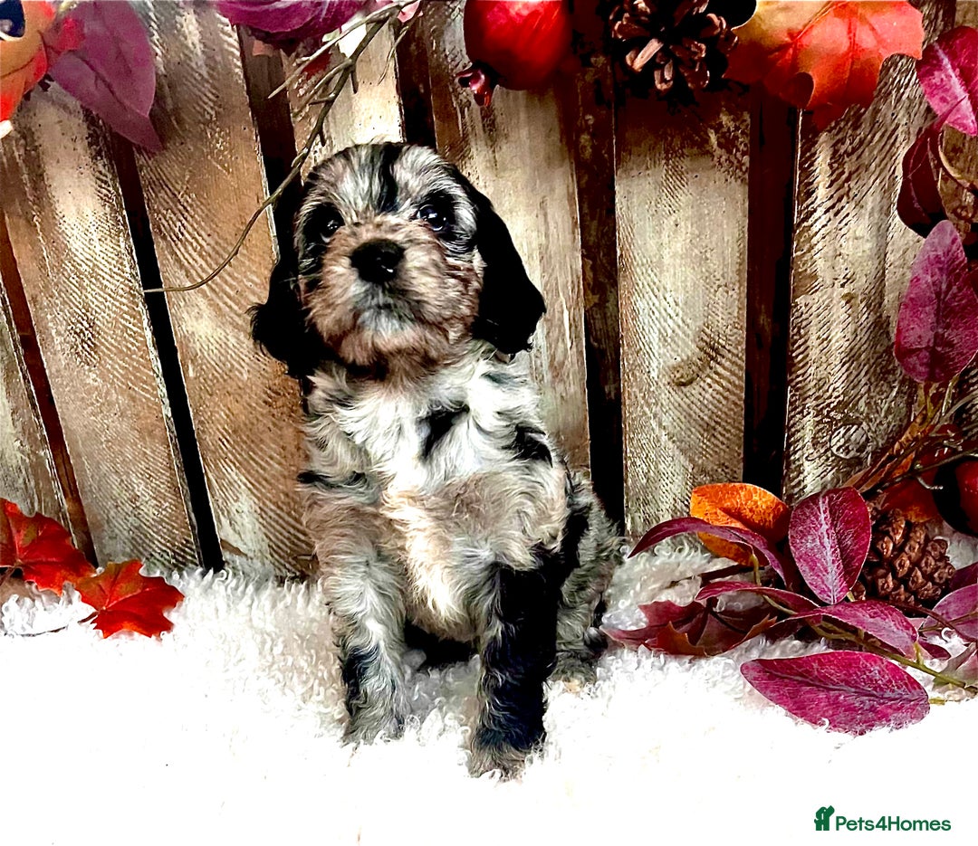 Cockapoo dogs for sale: Quality Cockapoo Puppies Blue Merle / Golden  - Advert 12