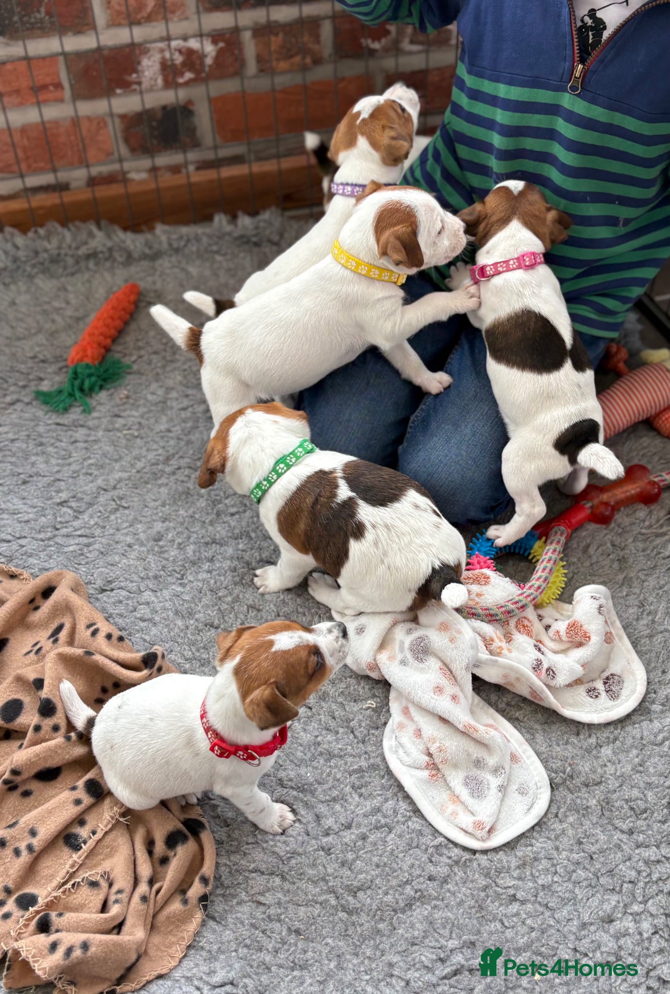 Jack Russell dogs KC Registered Jack Russell Puppies - Advert 1