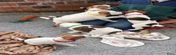 Jack Russell dogs for sale: KC Registered Jack Russell Puppies - Advert 3
