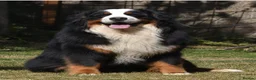 Bernese Mountain Dog dogs for sale: KC REGISTERED BERNEESE PUPPIES  - Advert 35