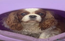 Cavalier King Charles Spaniel dogs for sale: Beautiful ADULT FEMALE CKCS - Image 6
