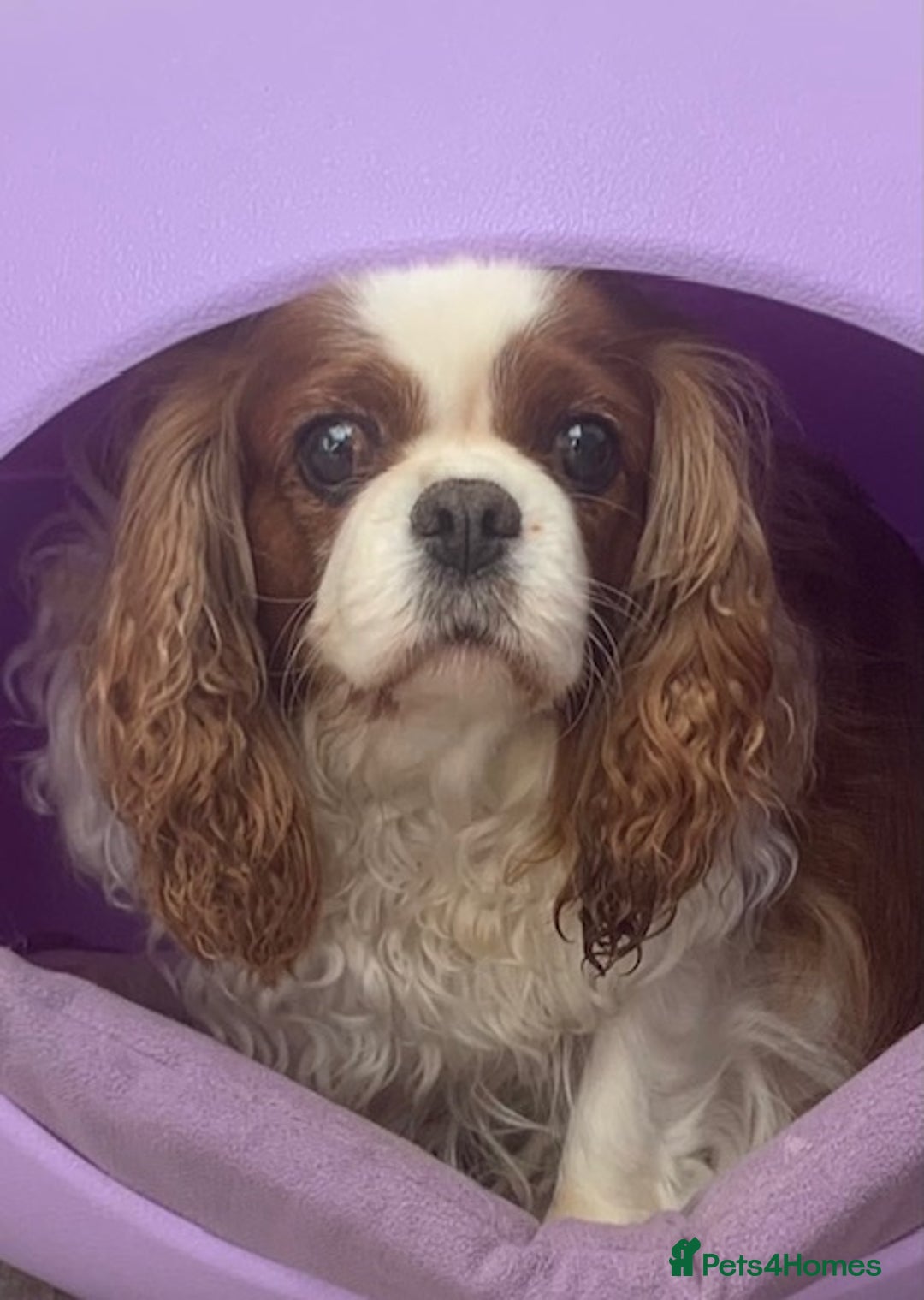 Cavalier King Charles Spaniel dogs for sale: Beautiful ADULT FEMALE CKCS - Image 6