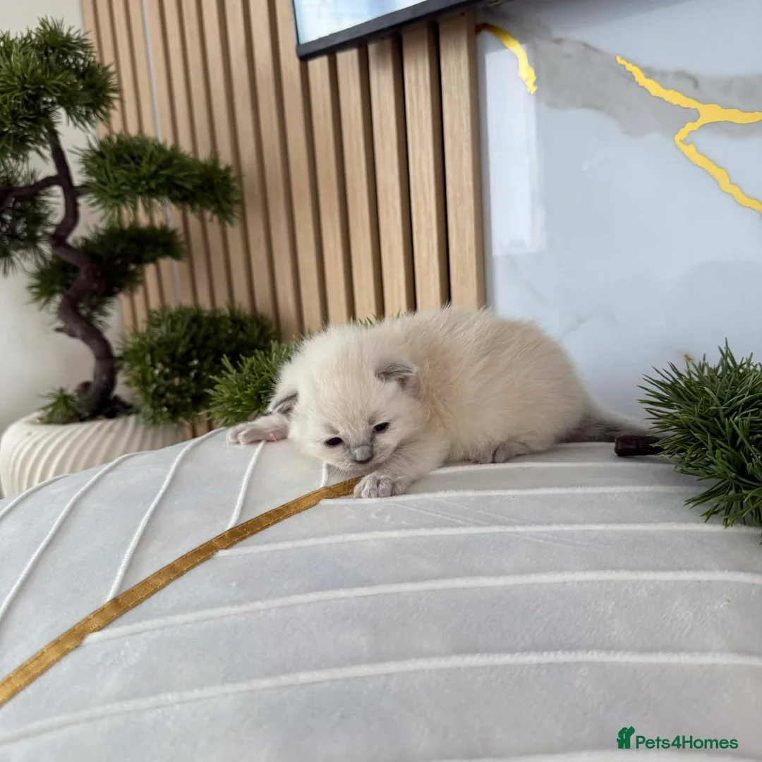 Ragdoll cats for sale: Ragdoll kittens for sale  in Barnsley - Advert 1