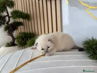 Ragdoll cats Ragdoll kittens for sale - Advert 1