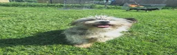 Mixed Breed dogs for adoption: Scruffy for adoption in Cirencester - Advert 5
