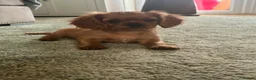 Cavalier King Charles Spaniel dogs for sale: Ruby Cavalier King Charles Spaniel Puppy’s  - Advert 8