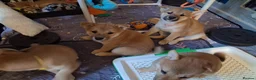 Japanese Shiba Inu dogs for sale: *New price! 3 left* all KC female shiba inus. - Advert 6