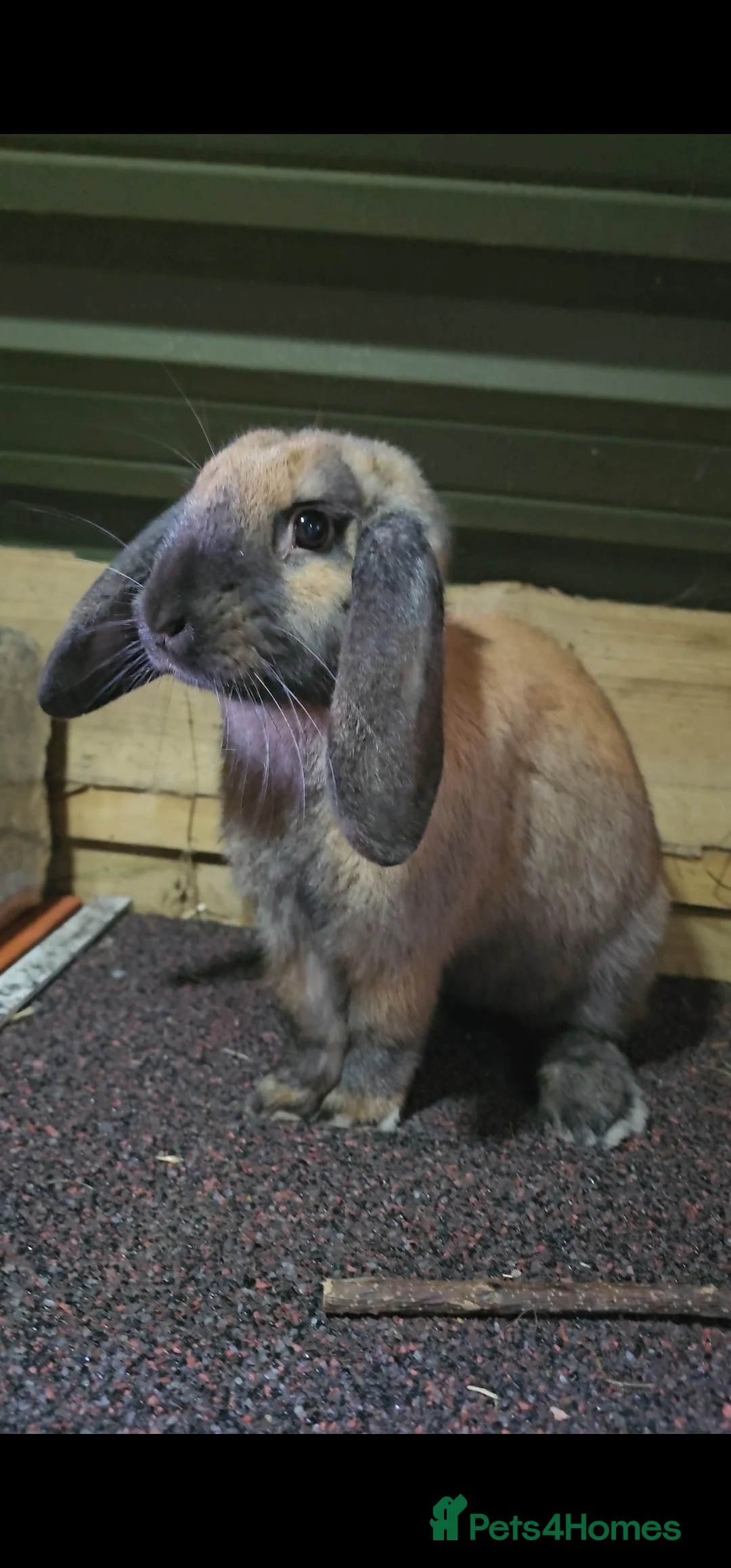 Mini Lop rabbits for sale: 3 rabbits looking for new homes - Advert 2