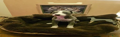 Whippet Puppy 3