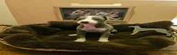 Whippet dogs for sale: Exquisite litter of whippet puppies  in Ormskirk - Advert 5