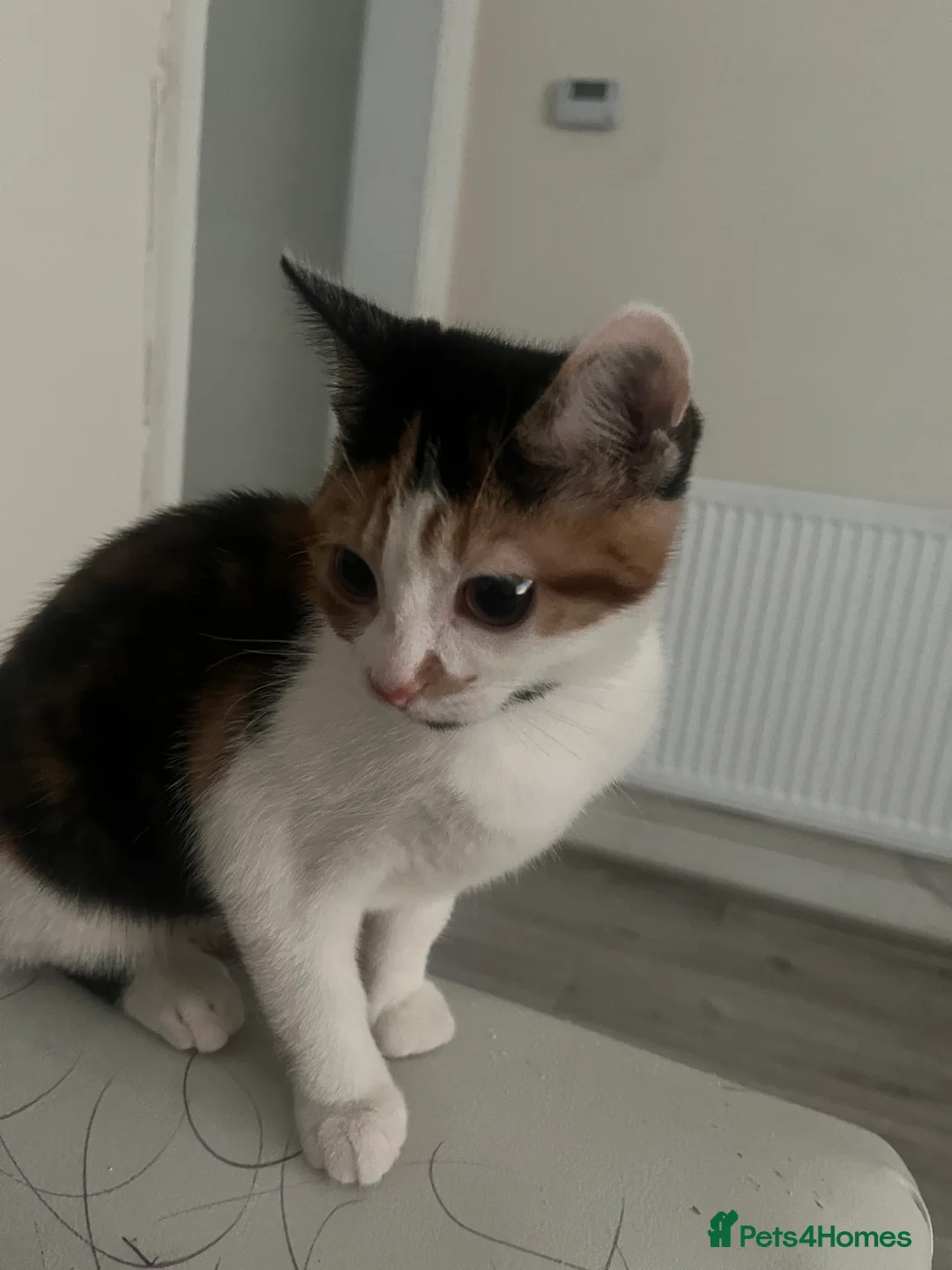 Domestic Shorthair cats for sale: Mila  - Advert 4