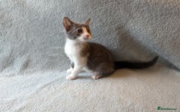 Mixed Breed cats for sale: Lovely and tame female kitten - Image 2