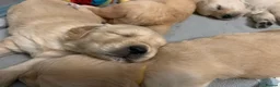 Golden Retriever dogs for sale: Beautiful golden retriever pups 🐾 in London - Advert 8