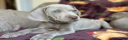 Weimaraner dogs for sale: 🐾Ready Now KC REG SILVER WEIMARANER PUPPIES 🐾 - Advert 15