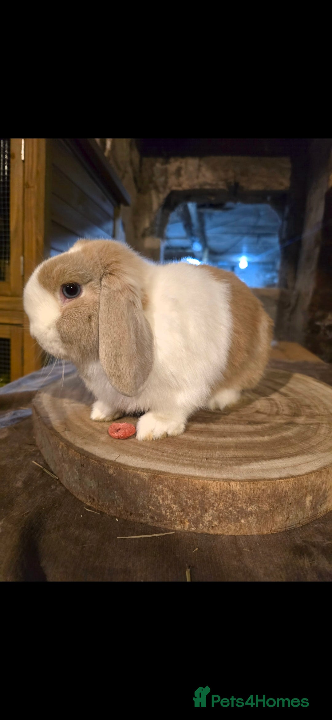 Mini Lop rabbits Fawn split , mini lop doe - Advert 3