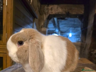 Mini Lop rabbits Fawn split , mini lop doe - Advert 3
