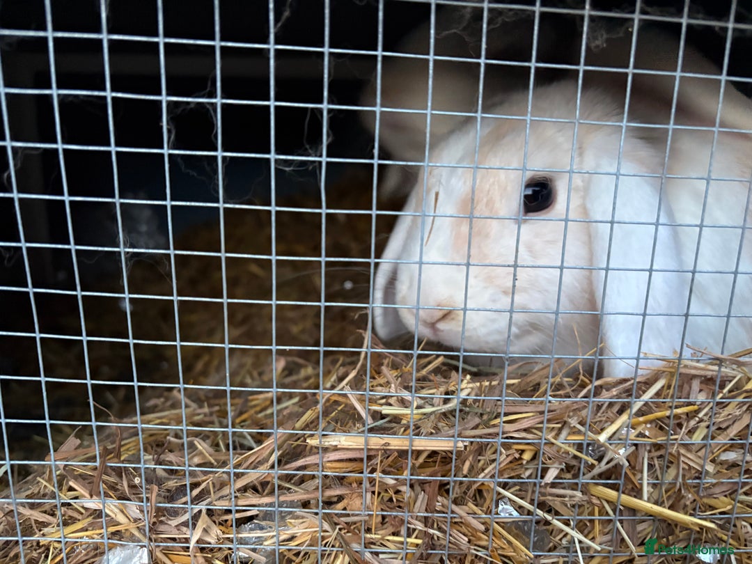 Mixed Breed rabbits for sale: 2 mini lop x French female rabbits for sale - Advert 2