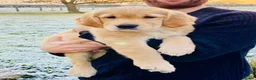 Golden Retriever dogs for sale: One Gorgeous Working Golden Retriever Puppy  in Wellington - Advert 12
