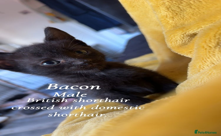 Bombay cats - Advert 1