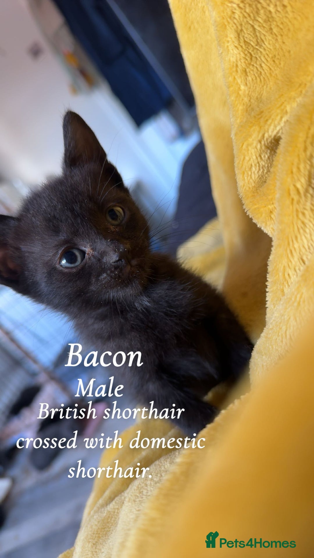 Bombay cats for sale: 4 beautiful fur babies  - Image 1
