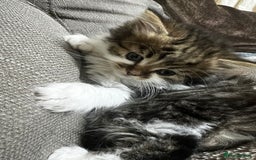 Mixed Breed cats for sale: Cute British Mix Kittens Looking for New Homes - Image 8