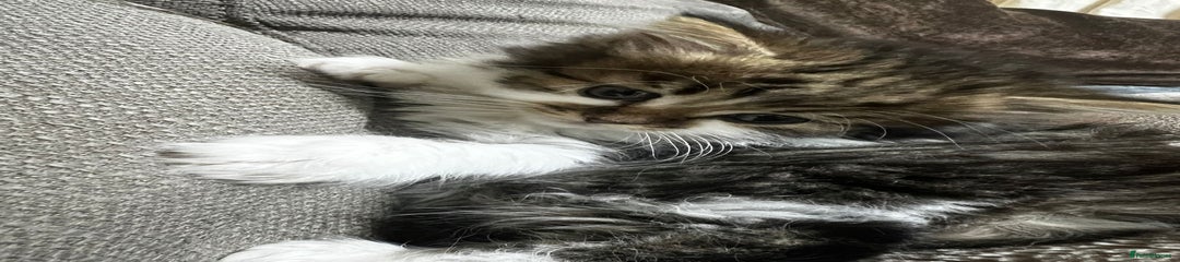 Mixed Breed Kitten 2