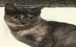 Mixed Breed cats for sale: Stunning Persian x Siamese kittens - Image 22