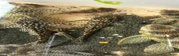 Plecos fish for sale: L136b-c grades. Young to adults.  - Advert 8