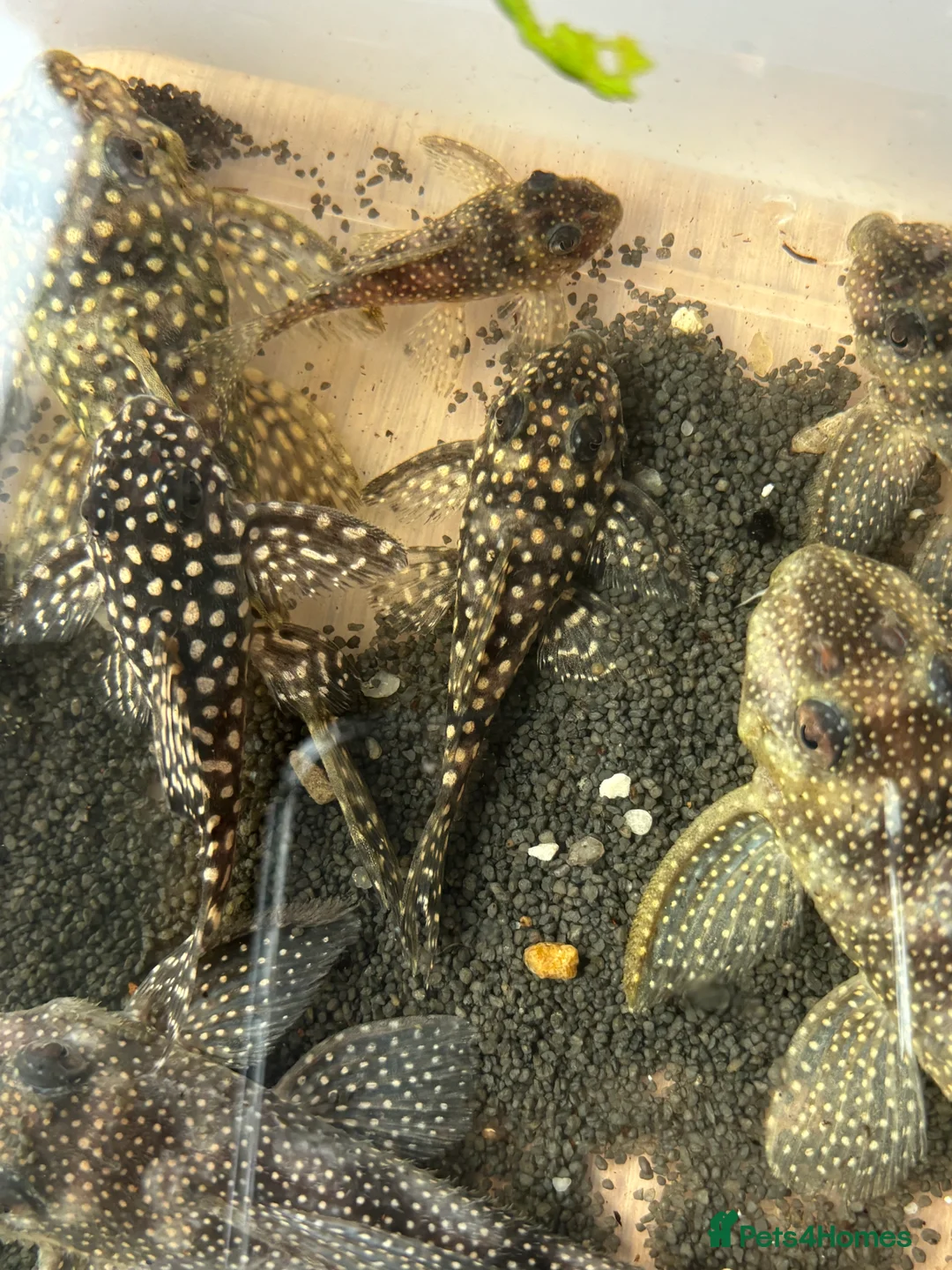 Plecos fish for sale: L136b-c grades. Young to adults.  - Advert 8
