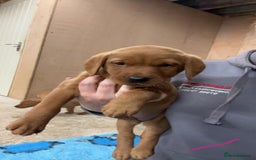 Labrador Retriever dogs for sale: KC reg health tested lab pups  - Image 18