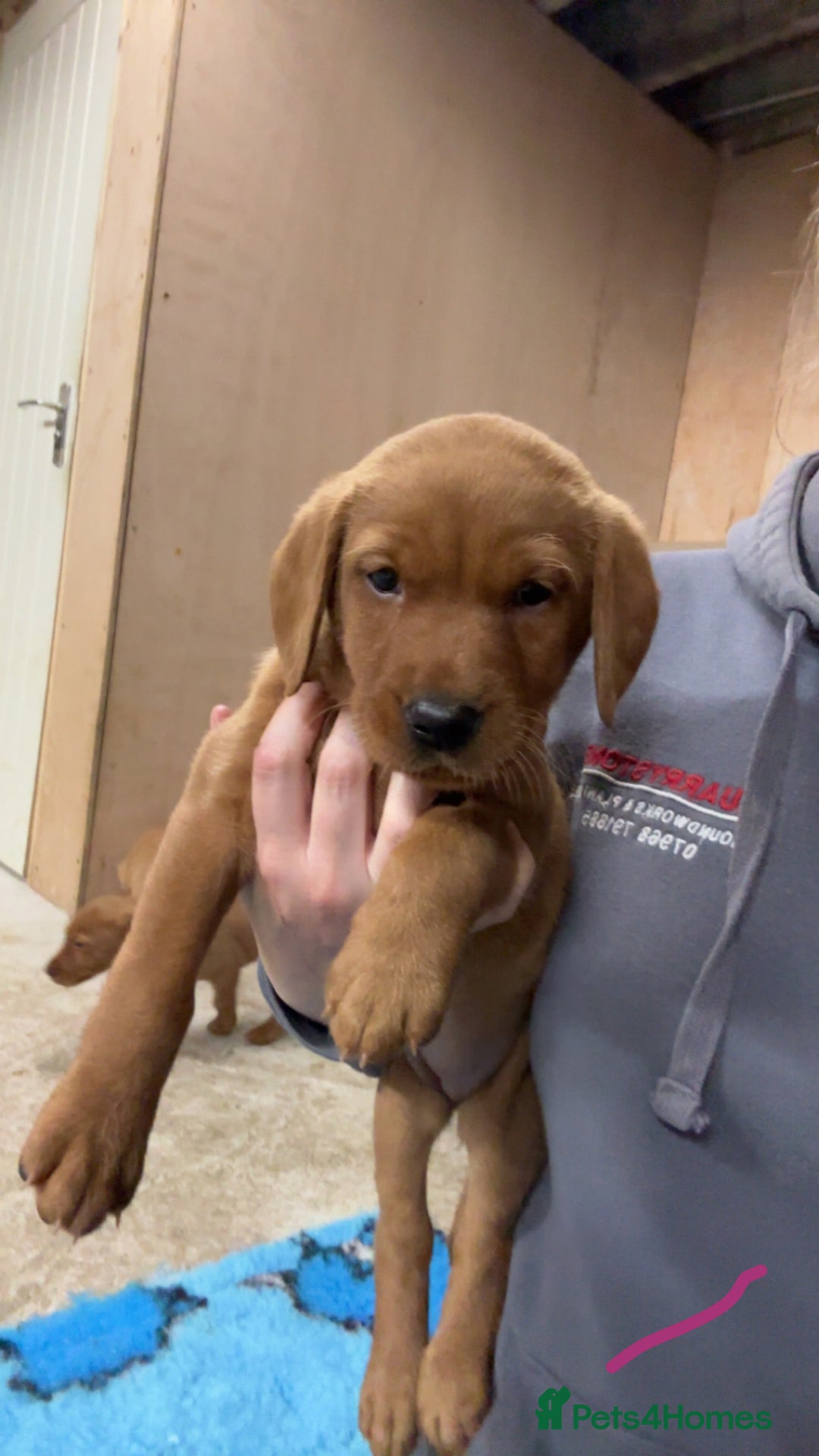 Labrador Retriever dogs for sale: KC reg health tested lab pups  - Image 18