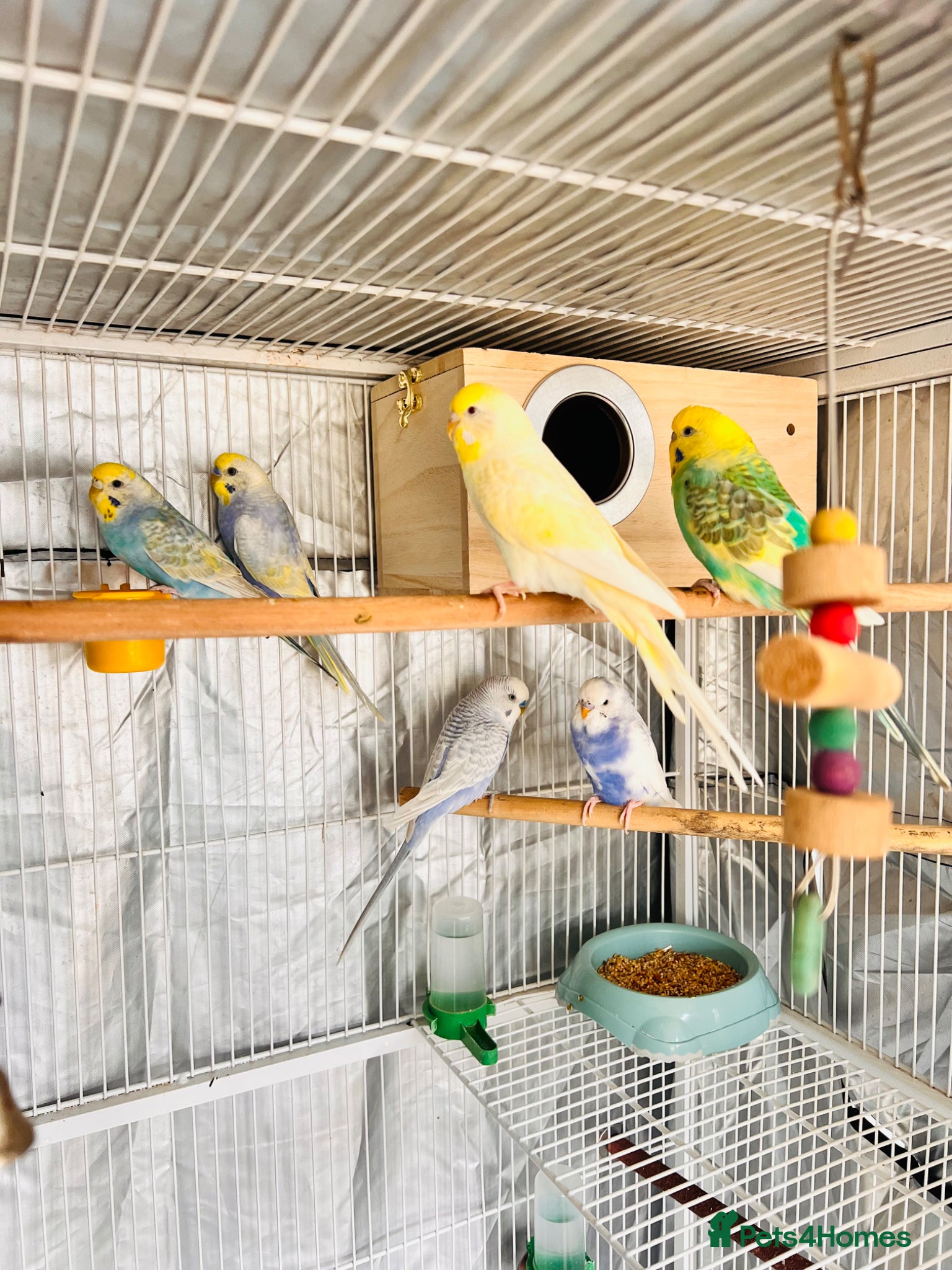 Budgerigars birds 6 Beautiful Budgies for Sale Including Cage & Food - Advert 3